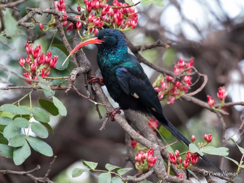 Green Wood Hoopoe