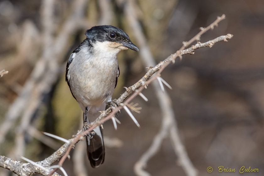 Fiscal Flycatcher