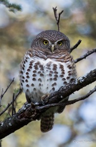 African Barred Owlet