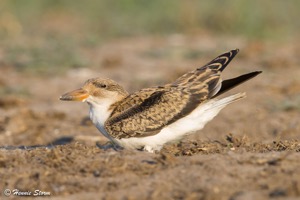 African Skimmer juvenile
