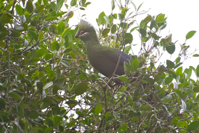 Knysna Turaco 