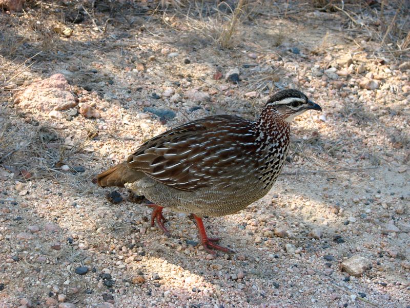 Crested Francolin