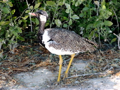 Northern Black Korhaan