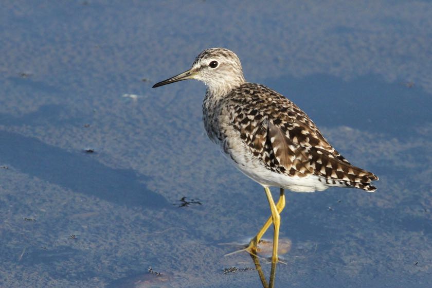 Wood Sandpiper