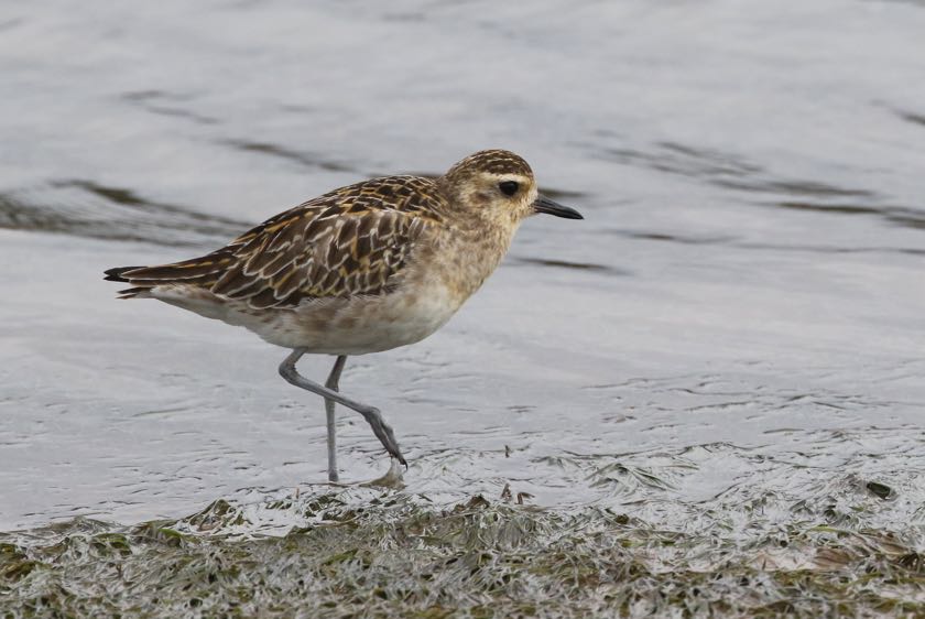 Pacific Golden Plover