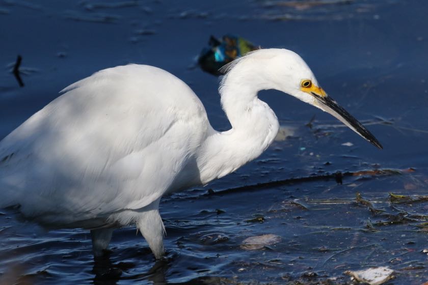 Snowy Egret