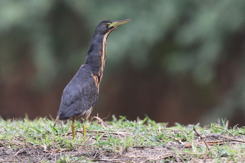 Dwarf Bittern