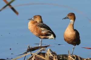 Fulvous Duck
