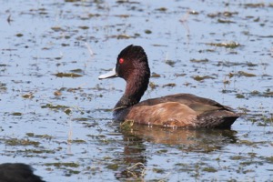 Southern Pochard