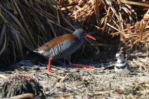 African Rail