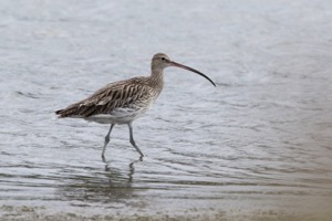 Eurasian Curlew