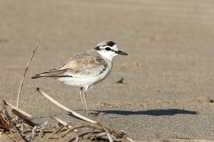White-fronted Plover