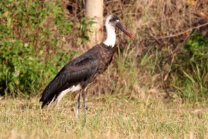 Woolly-necked Stork
