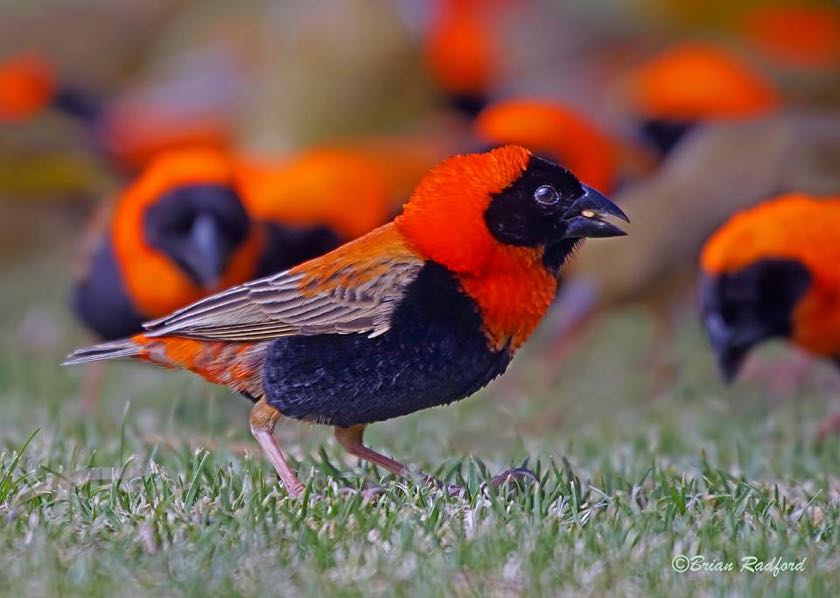 Southern Red Bishop