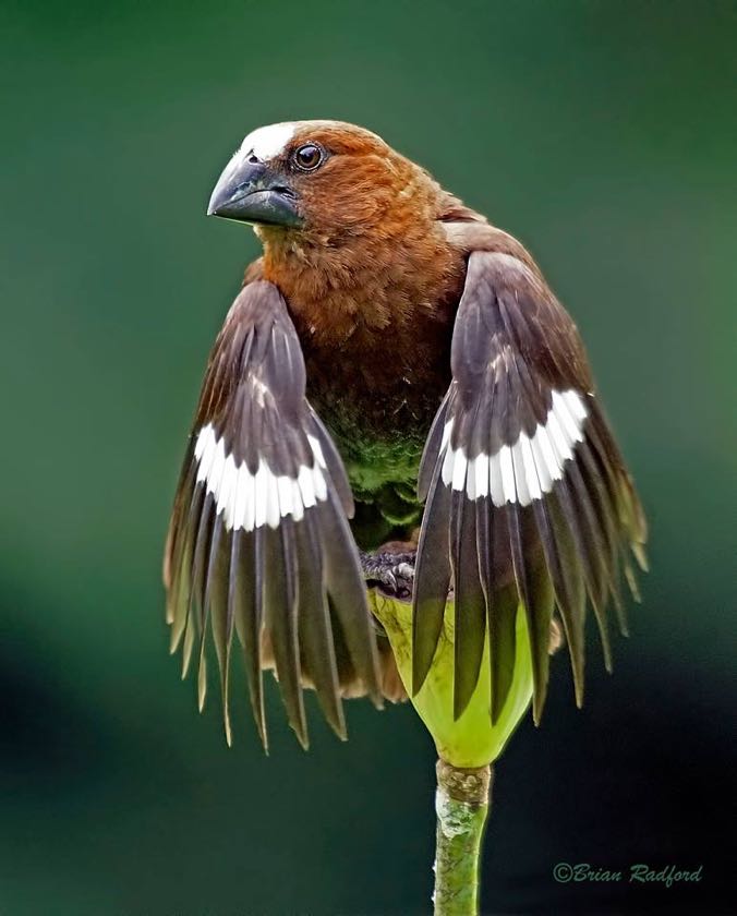 Thick-billed Weaver
