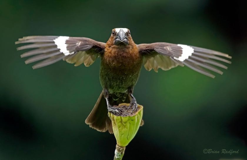 Thick-billed Weaver
