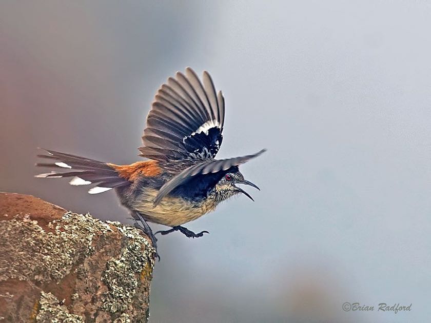 Drakensberg Rockjumper