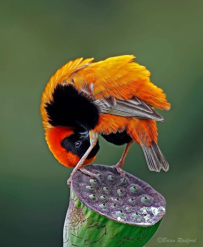 Southern Red Bishop