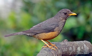 Olive Thrush