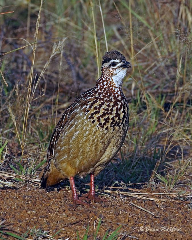 Crested Francolin