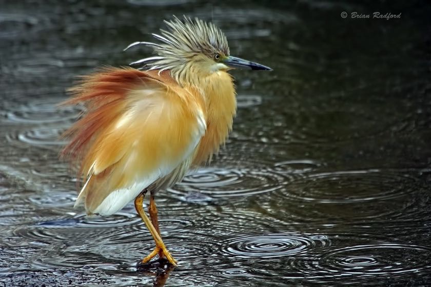 Squacco Heron