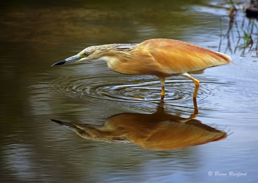 Squacco Heron