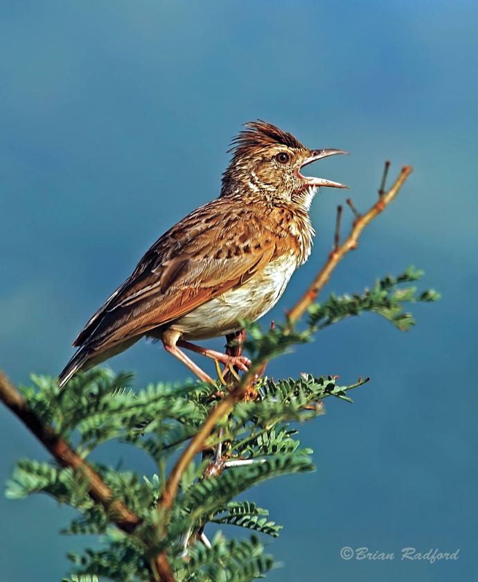 Rufous-naped Lark