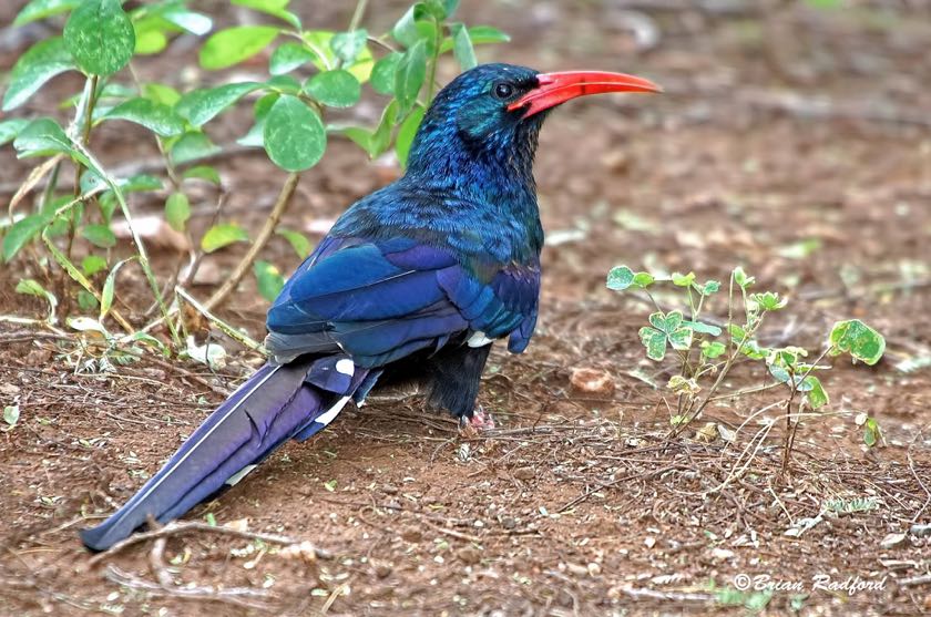 Green Wood Hoopoe