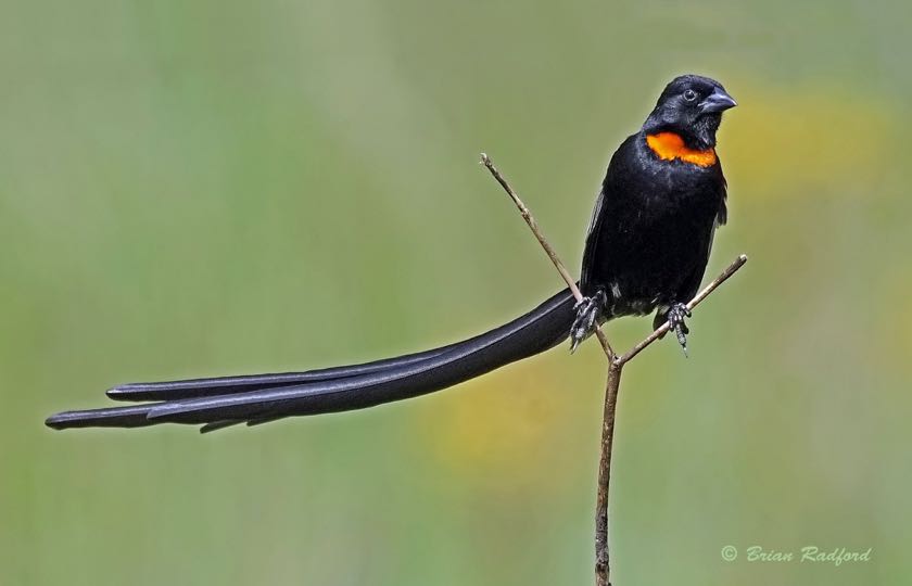 Red-collared Widowbird
