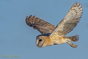 Barn Owl