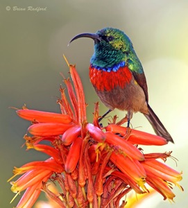Greater Double-collared Sunbird
