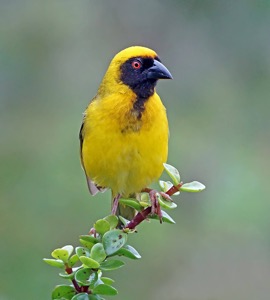 Southern Masked Weaver