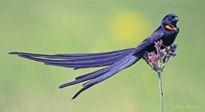 Red-collared Widowbird