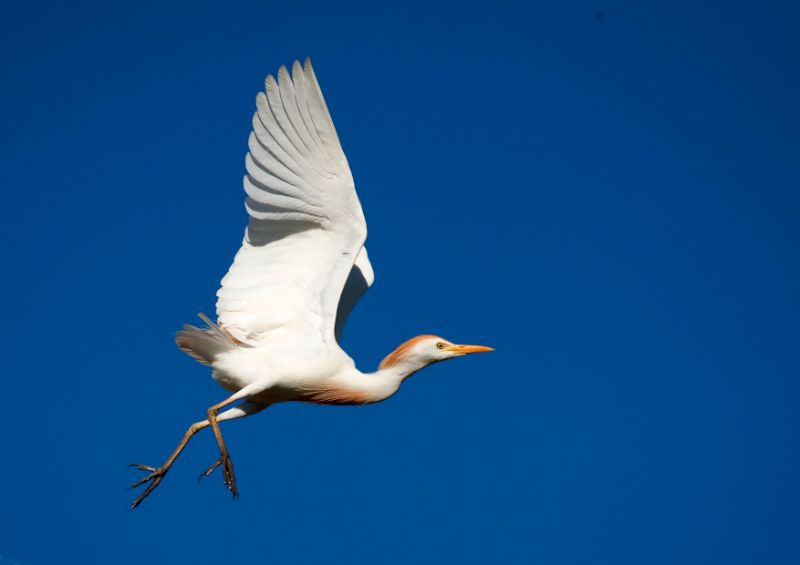 Cattle egret