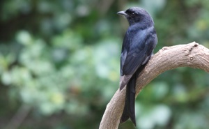 Fork-tailed Drongo