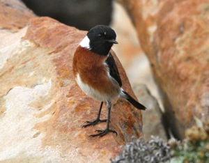 African Stonechat