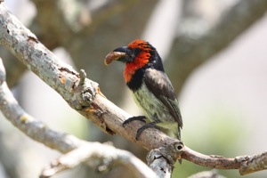 Black-collared Barbet