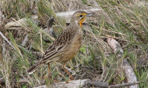 Cape Longclaw