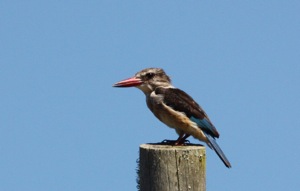 Brown-hooded Kingfisher