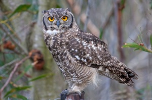 Spotted Eagle-owl
