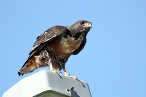Jackal Buzzard