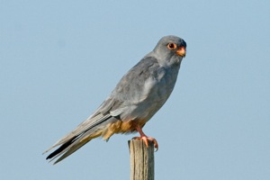 Amur Falcon