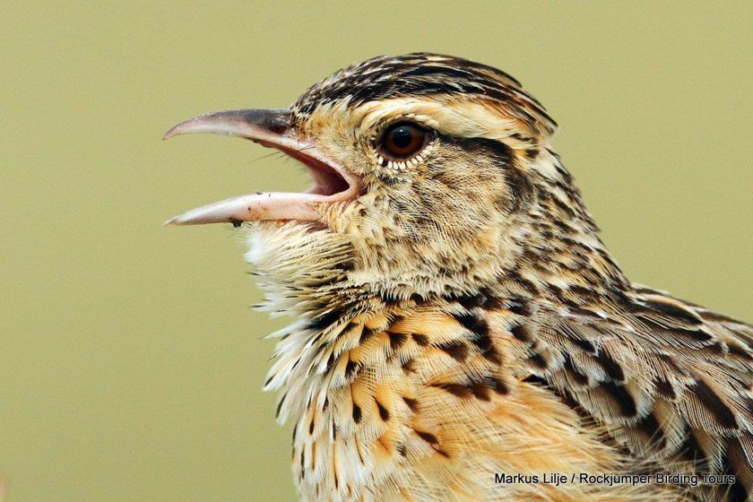Rufous-naped Lark
