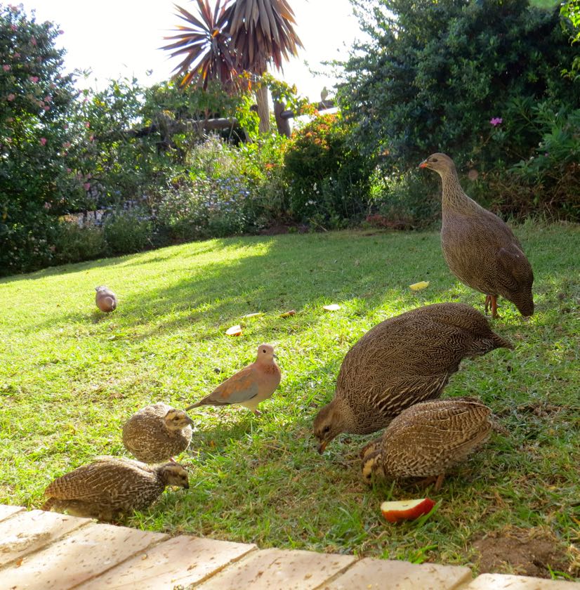 Cape Spurfowl in our garden