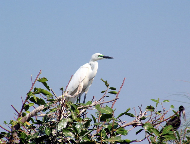 Great Egret 