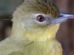 Yellow-bellied Greenbul