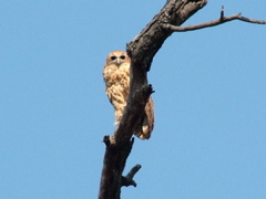 Pel's Fishing Owl