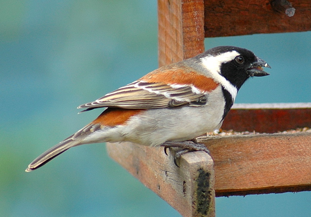 Cape Sparrow