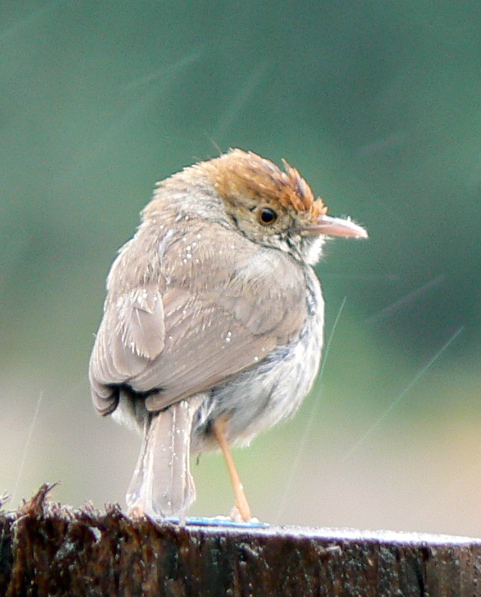 Neddicky in the rain