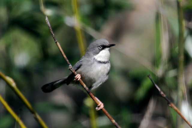 Barthroated Apalis